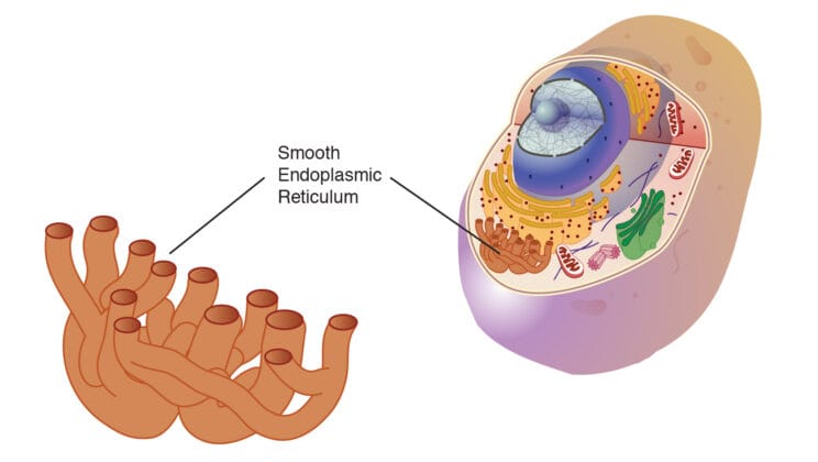 The Endoplasmic Reticulum: Rough vs Smooth Explained