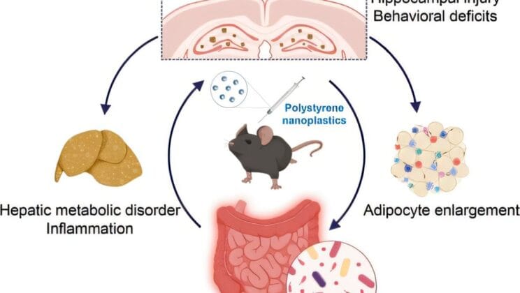 Tiny Plastics in Our Brain May Be Awakening Alzheimer’s Across the Body