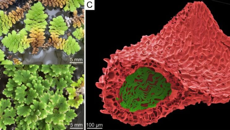Tiny Fern Holds the Secret to Feeding the World and Healing the Climate