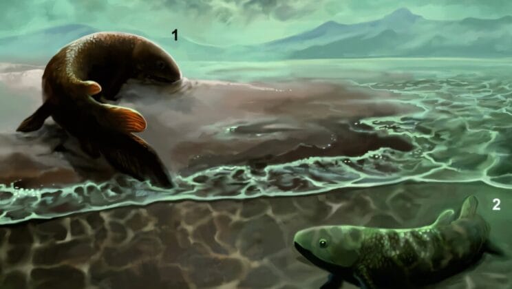 When Fish First Dared to Walk on Land Ten Million Years Earlier Than We Ever Believed