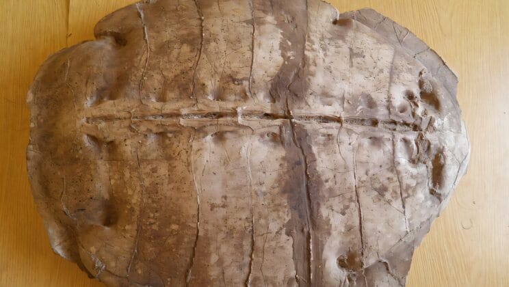 Ancient Sea Turtle Emerges From Syrian Stone After Fifty Million Years