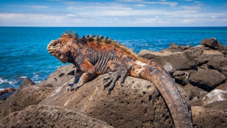 Island Evolution: Why Islands Are Evolution Hotspots