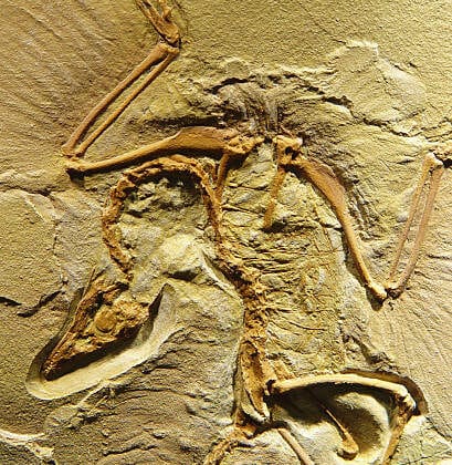 Fossils That Reveal the Origins of Birds