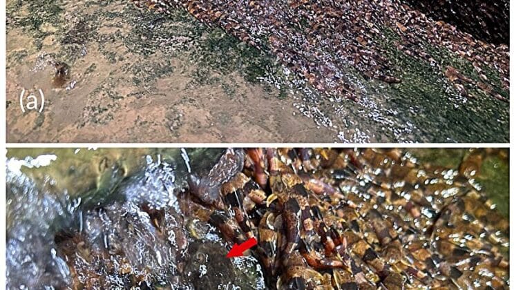 Thousands of Rare Bumblebee Catfish Stun Scientists by Climbing Waterfalls in Brazil