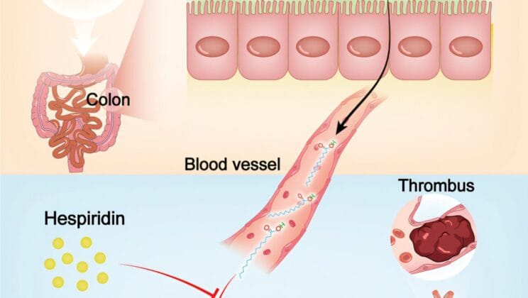 Scientists Uncover How Gut Bacteria and Fatty Foods Trigger Hidden Blood Clot Dangers