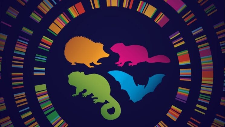 Scientists Discover Hidden Genetic Switches That Could Unlock Human Hibernation