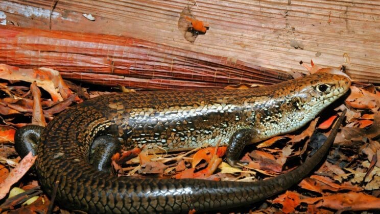 Scientists Discover How Tiny Lizards Outsmart the Deadliest Snakes on Earth