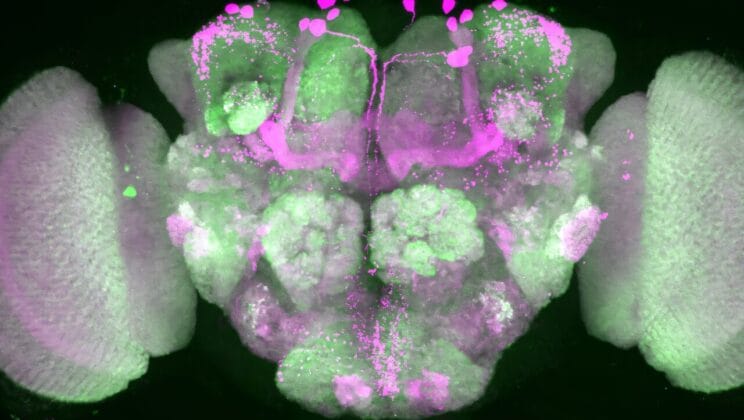 Flies Dream Too and Their Tiny Brains Hold the Secret of Sleep