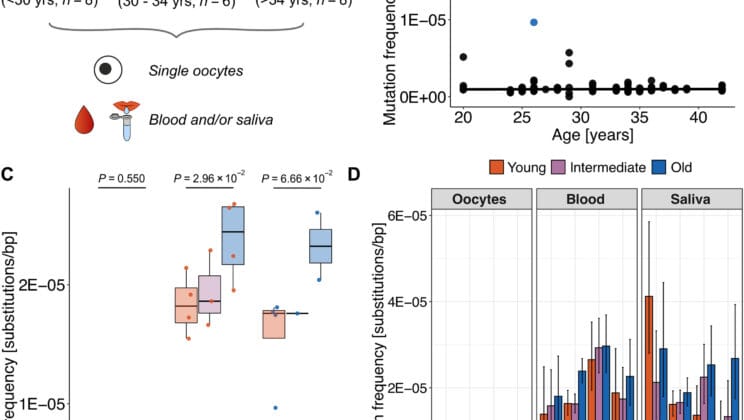 Human Egg Cells Defy the March of Time Protecting Life’s Earliest Blueprint