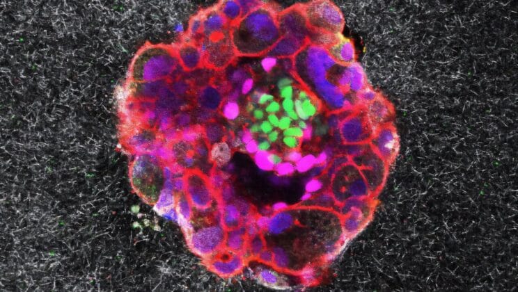 The Moment an Embryo Fights Its Way Into the Womb Has Finally Been Captured