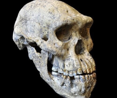 Why Evolution Is Accepted by the Scientific Community