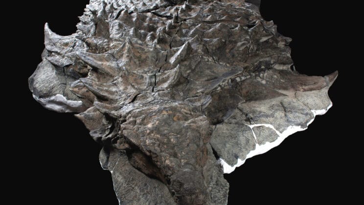 Are Fossils Ever Found With Skin or Soft Tissue?