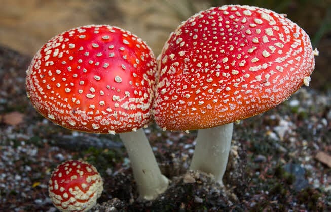 What Are Fungi and How Do They Differ from Plants?