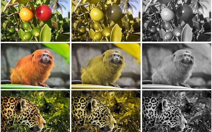 How Evolution Gave Us Color Vision