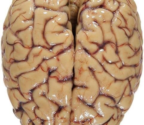 The Left Brain vs. Right Brain Debate: Is It Real?