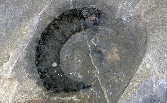 What Are Microfossils and Why Are They Important?