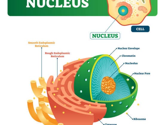 The Role of the Nucleolus in Ribosome Production