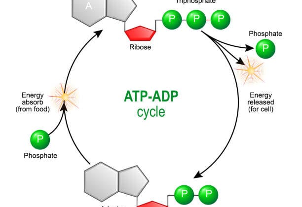 How ATP Powers Life at the Cellular Level