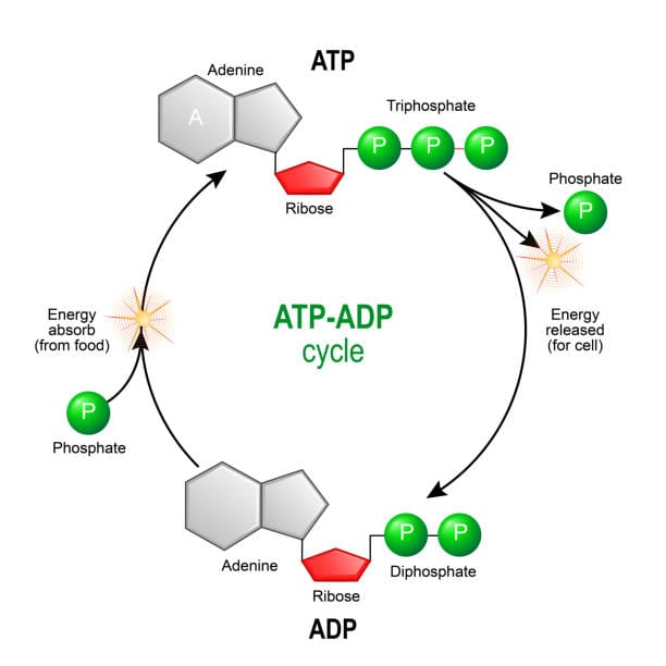 How atp powers life at the cellular level