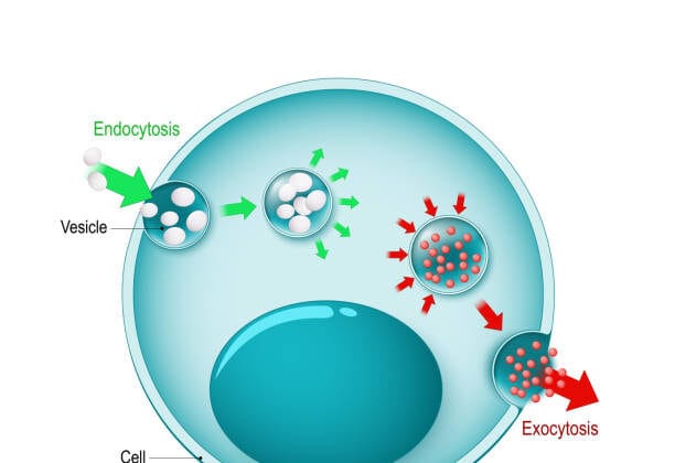 Endocytosis and Exocytosis: How Cells Eat and Expel