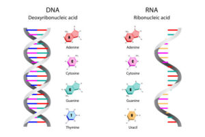 DNA vs RNA: Key Differences and Functions
