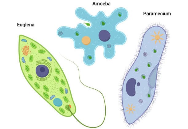 Amoebas, Paramecia, and Euglena: Microscopic Marvels