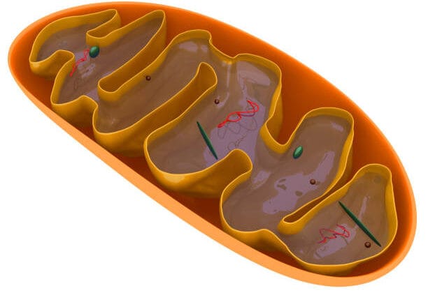 Mitochondria: Why They’re Called the Powerhouse of the Cell