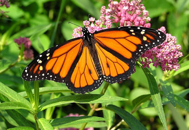 The Fragile Timing That Keeps Millions of Butterflies Alive Is Starting to Break