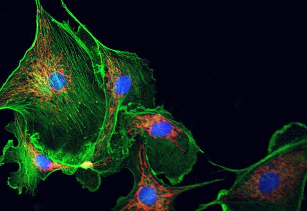 The Cytoskeleton: How Cells Keep Their Shape