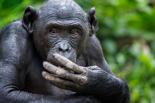 Scientists Watch a Bonobo Do Something Once Thought Only Humans Could Do