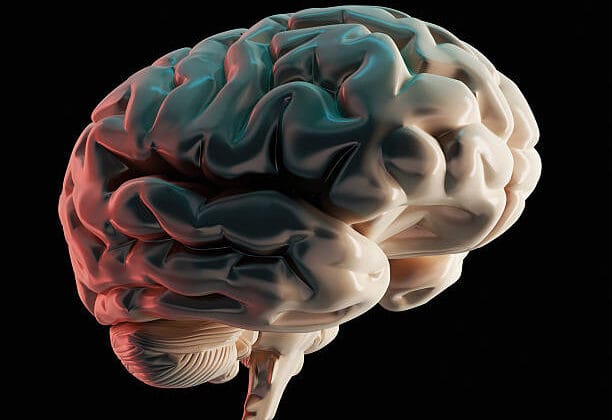 The Limbic System: Your Brain’s Emotional Engine