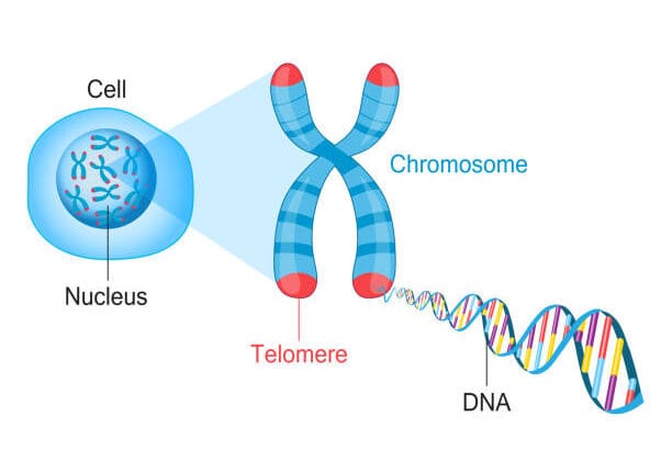 What Are Telomeres and Why Do They Matter in Aging?