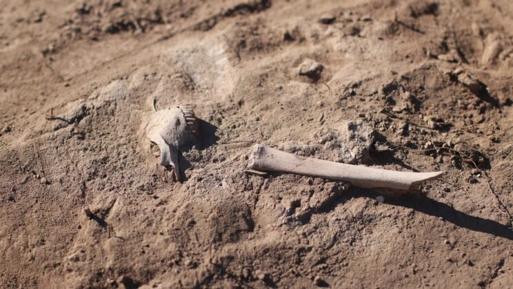 Ancient Sheep Bones Reveal a Lost Plague That Swept Eurasia