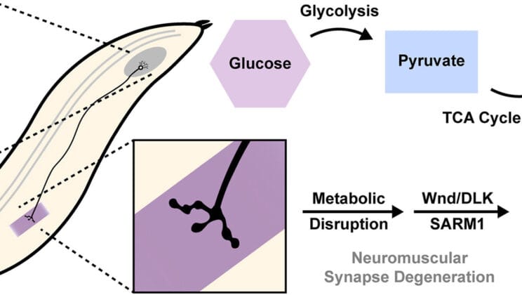Scientists Discover the Hidden Power Inside Neurons That Could Stop Brain Degeneration