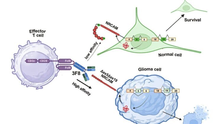 Scientists Discover a Secret Code in Tumor Cells That Could Save Children’s Lives