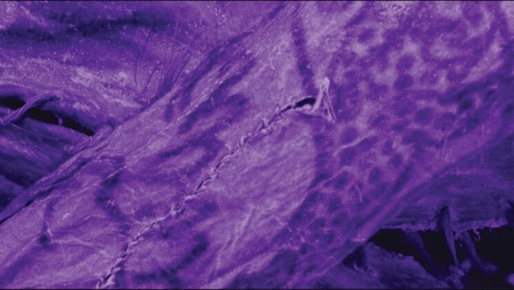 Scientists Uncover the Hand of a 2,000-Year-Old Tattoo Master in Siberian Ice