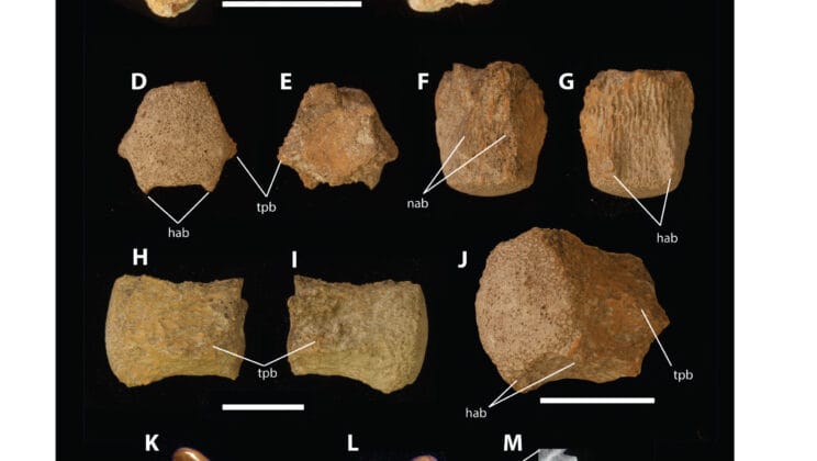 The Day an Asteroid Erased a Kingdom of Predators Beneath the Gulf