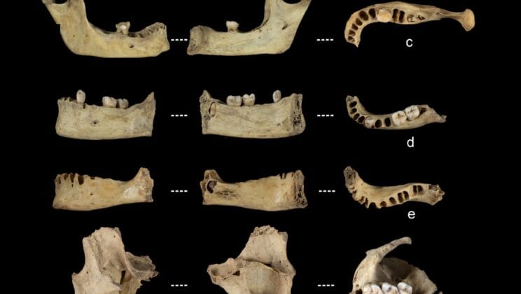 Ancient Cave Bones Reveal a Chilling Truth About Humanity’s Past