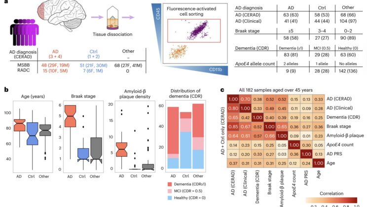Scientists Uncover Hidden Brain Cells That Could Change the Fight Against Alzheimer’s Forever