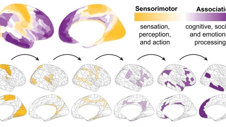 The Hidden Brain Clock That Shapes Who We Become