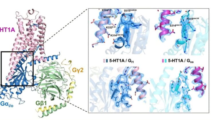 This Tiny Brain Receptor Could Hold the Secret to Curing Depression Faster Than Ever