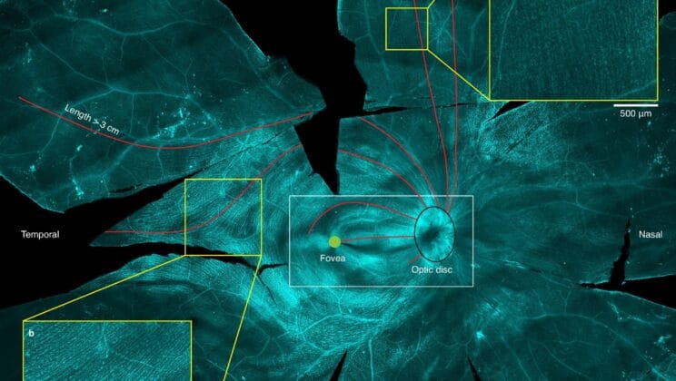 Scientists Uncover the Hidden Timing Trick That Keeps Our Vision Perfectly in Sync