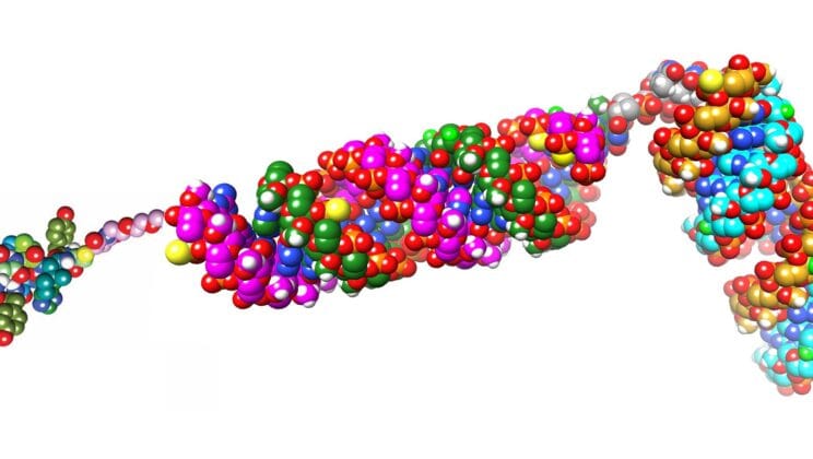 Scientists Silenced Cancer’s Two Deadliest Genes with One Tiny Molecule