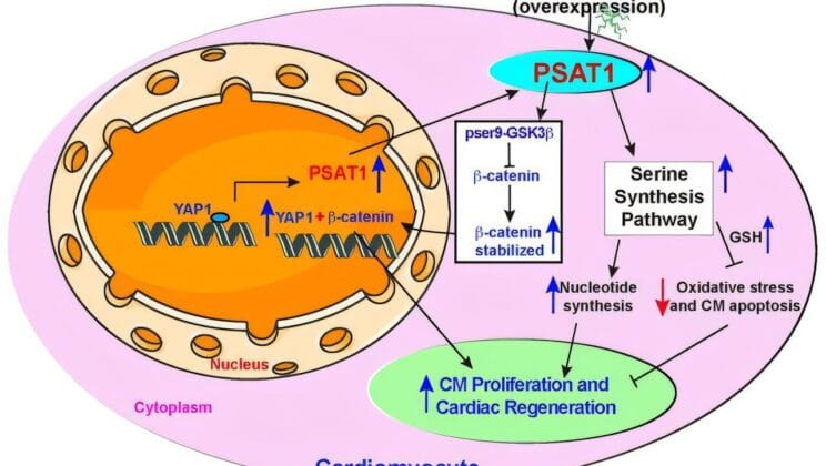 Scientists Discover a Way to Make the Heart Heal Itself After a Heart Attack