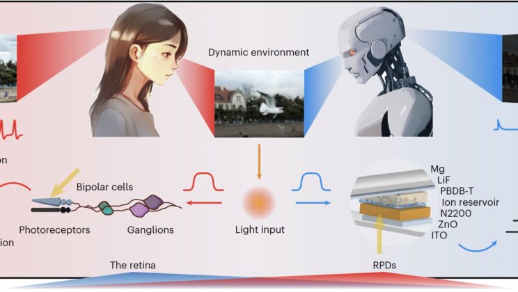 Scientists Build Machine Eye That Sees the World Like Humans