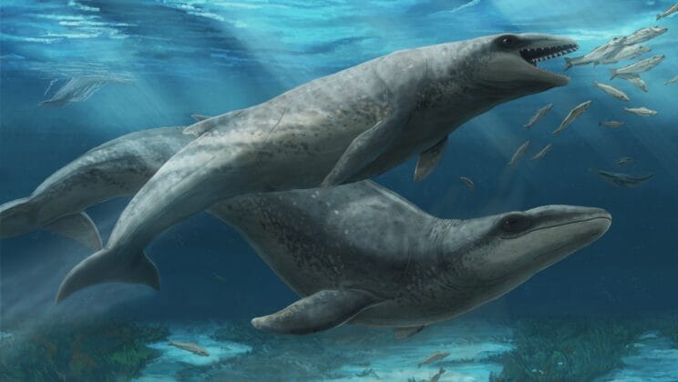 Ancient Sharp Toothed Whale Unearthed from Australian Beach Stuns Scientists