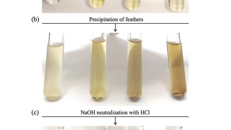 The Secret Weight Hidden in the Colors of Birds