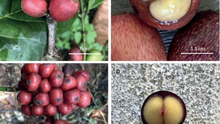 The Forgotten Coffee Bean That Could Save Our Morning Ritual