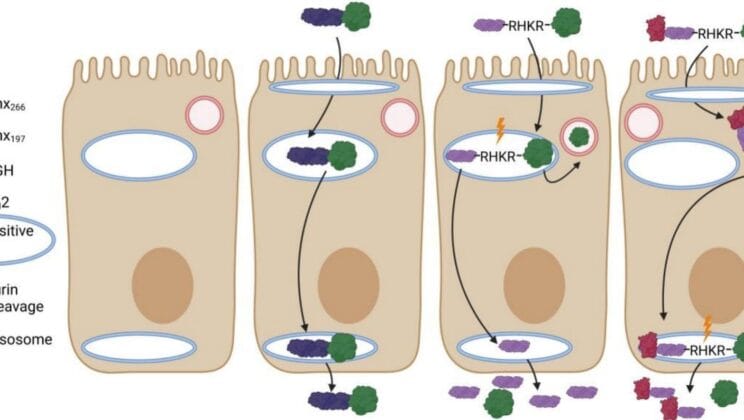 Scientists May Have Just Ended the Age of Injections Forever