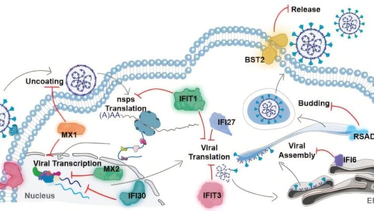 Scientists Discover Hidden Superpower That Blocks All Viral Infections